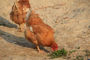 《一边做饭一边燥日剧》