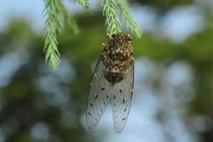 《老师的兔子又大又好吃》