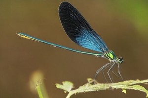 地下偶像樱花无删有声免费