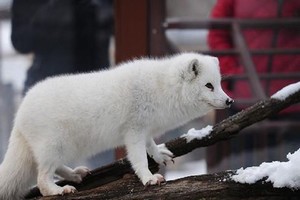 洗手池按压式塞子怎么抠出来视频