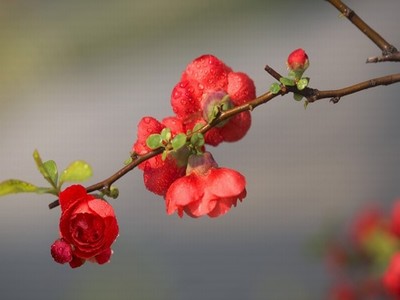 花水木电影高清完整版