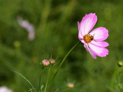 苹果里范冰冰是替身吗