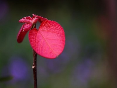 范冰冰苹果佟大为手机版