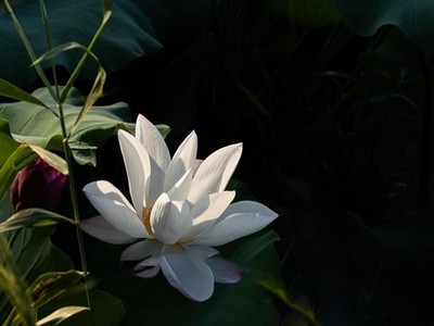 野生食用菌图册大全