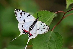 野草高清免费观看完整版